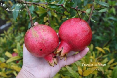Punica granatum Abhazskiy2 - 